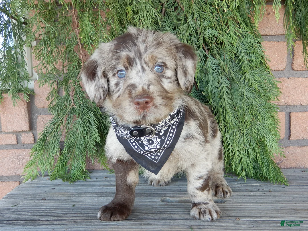 Labradoodle dogs for sale: Chase - Ad 2