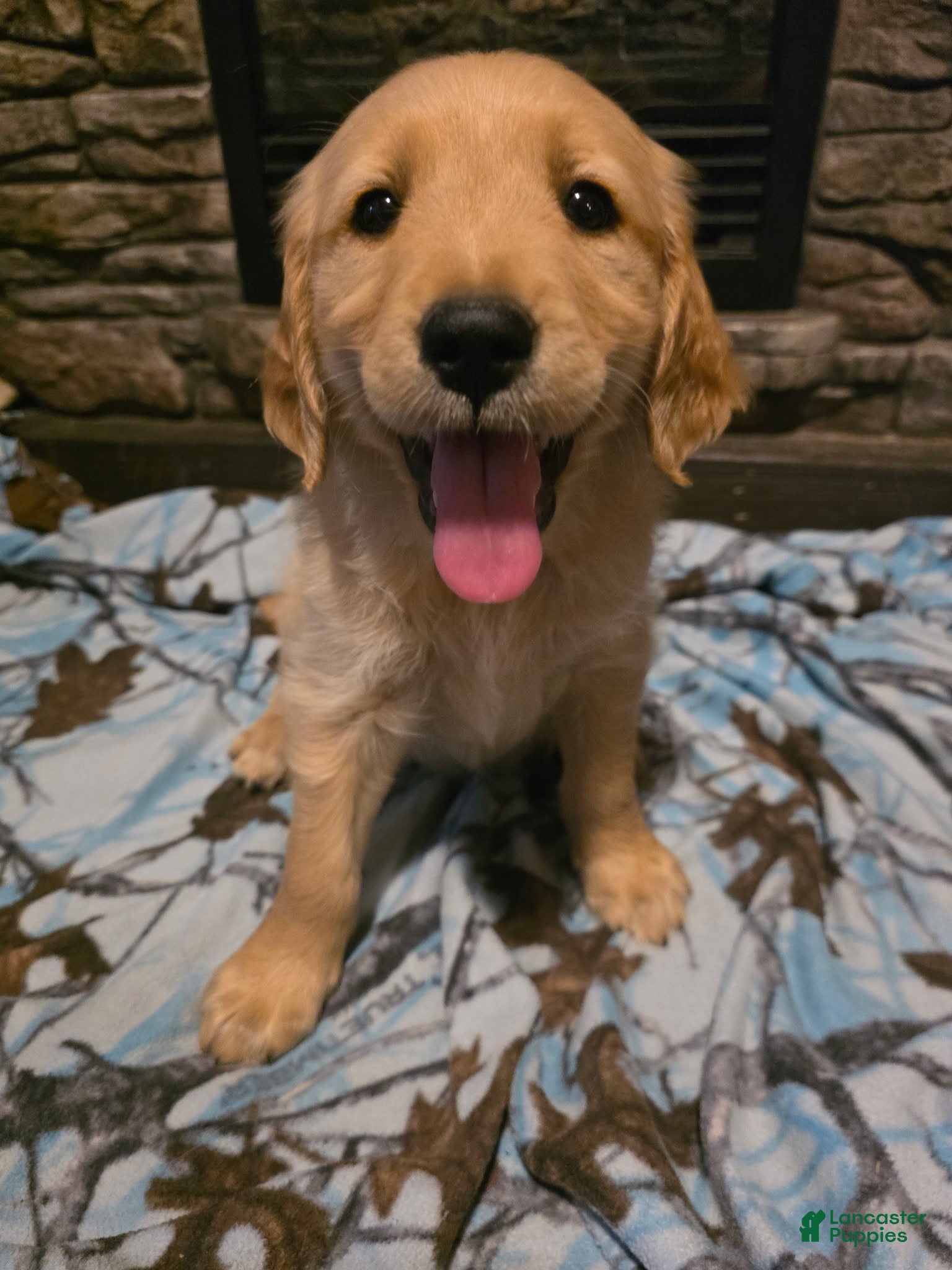 Golden Retriever dogs Tator Tot - Ad 1