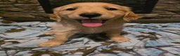 Golden Retriever dogs for sale: Tator Tot - Ad 1