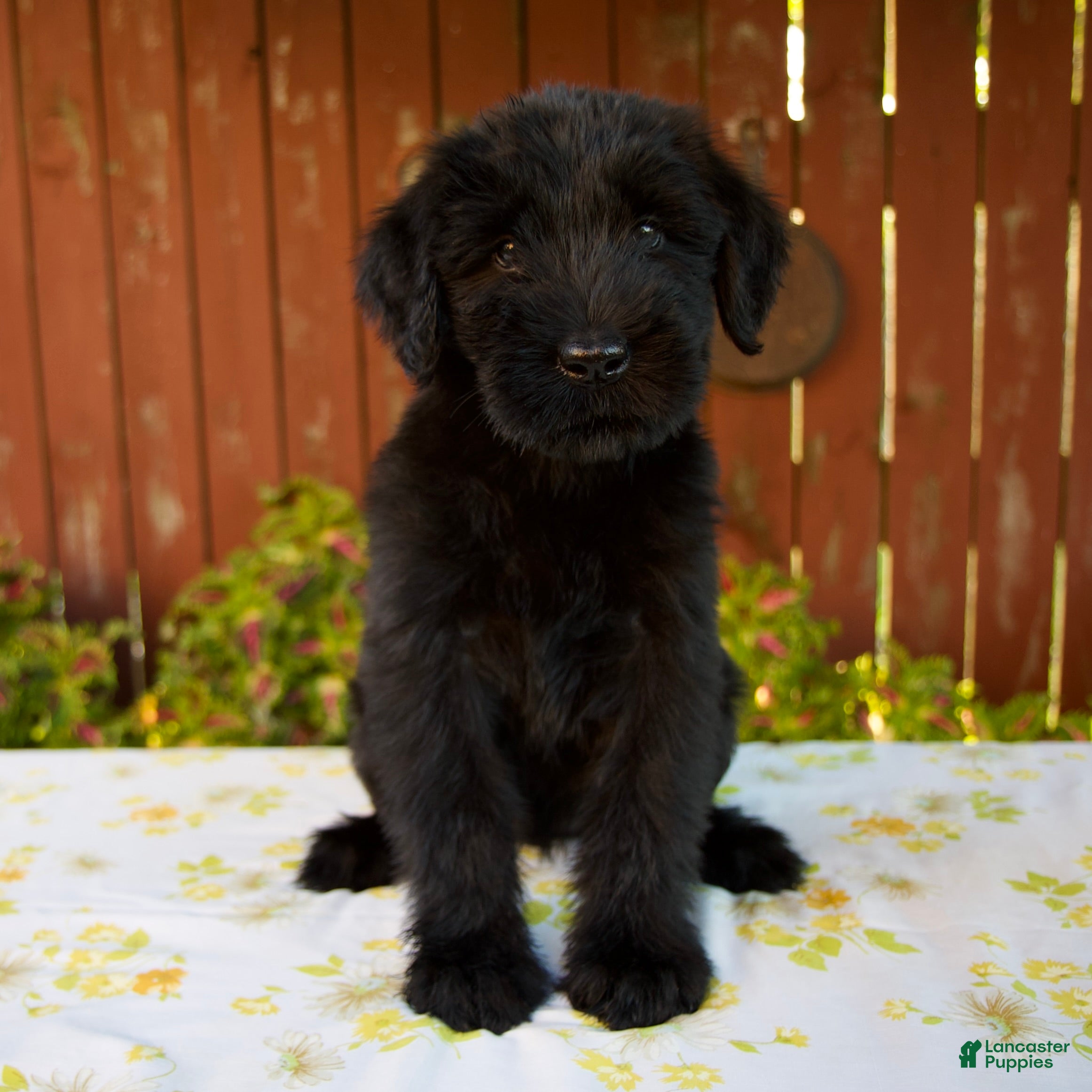Giant Schnauzer dogs Roxann - Ad 1