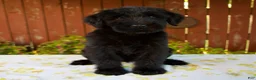 Giant Schnauzer dogs for sale: Roxann - Ad 1