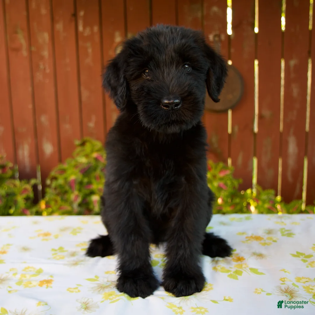 Giant Schnauzer dogs for sale: Roxann - Ad 1