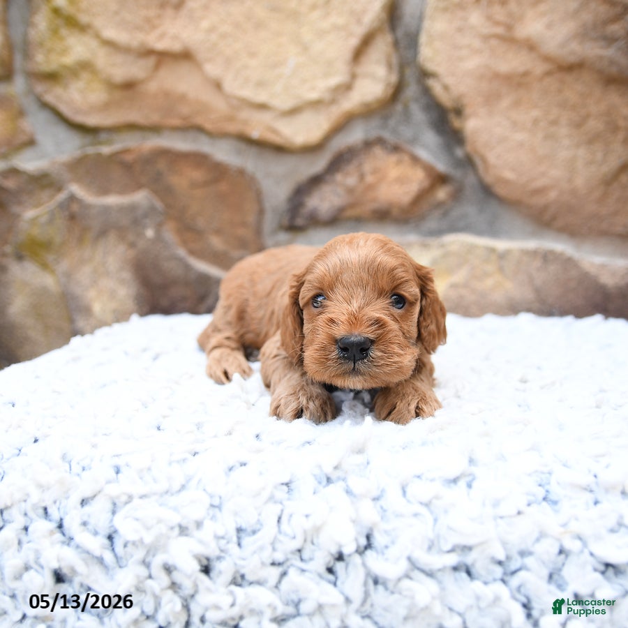 Cavapoo dogs Franklin - Ad 1
