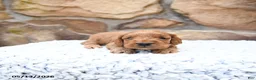 Cavapoo dogs for sale: Franklin - Ad 6