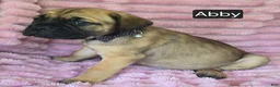 Cane Corso dogs for sale: Abby - Ad 8