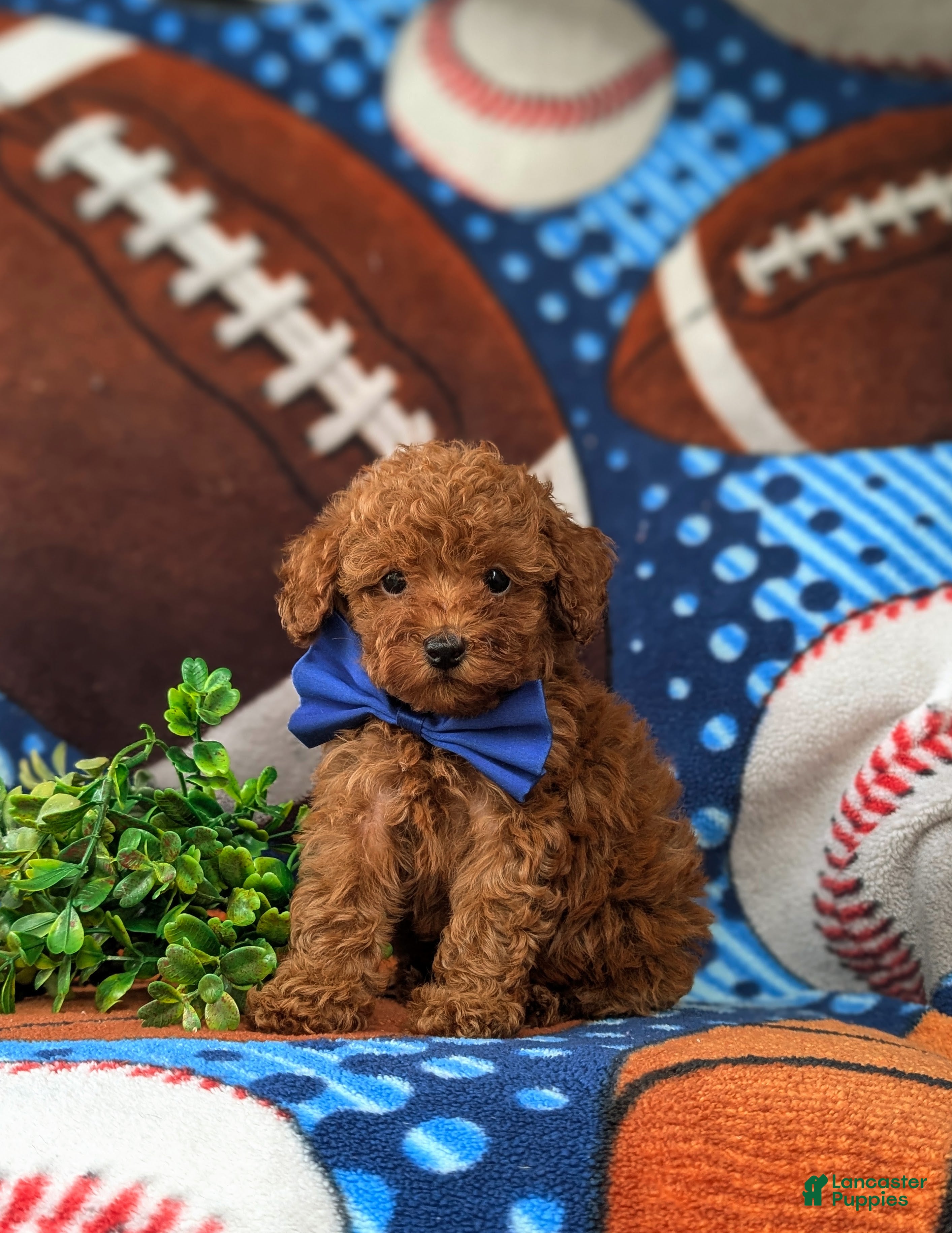 Toy Poodle dogs Whittaker 7 lbs Full Grown - Ad 1