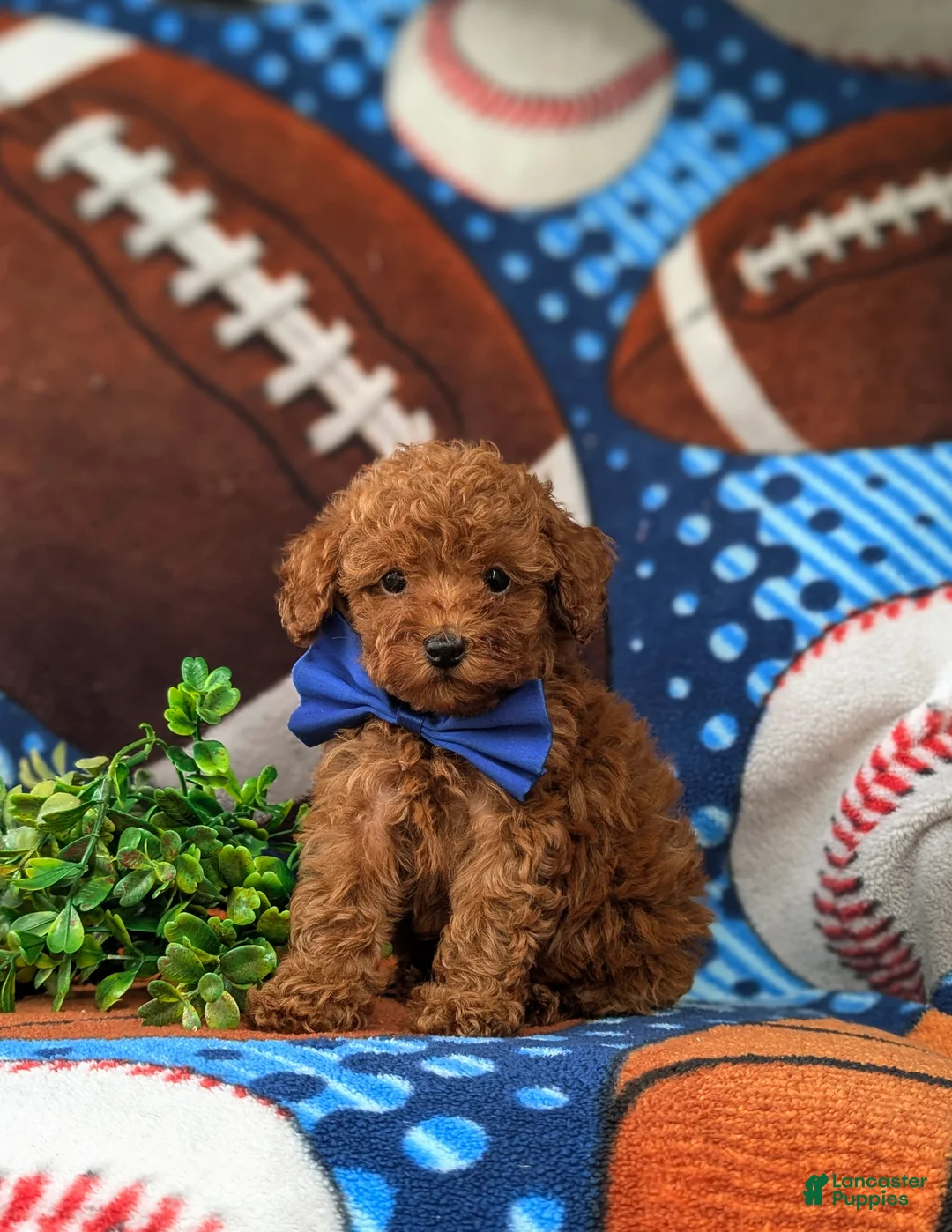 Toy Poodle dogs for sale: Whittaker 7 lbs Full Grown - Ad 1