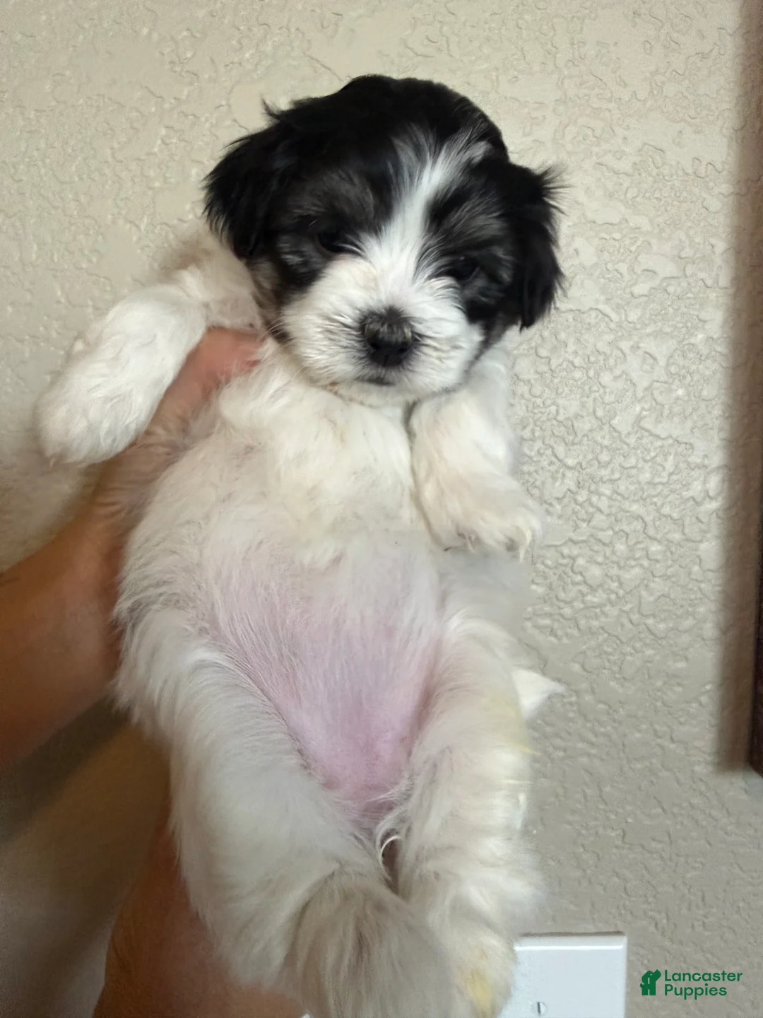Malshi dogs for sale: Malshi 4 - Ad 1