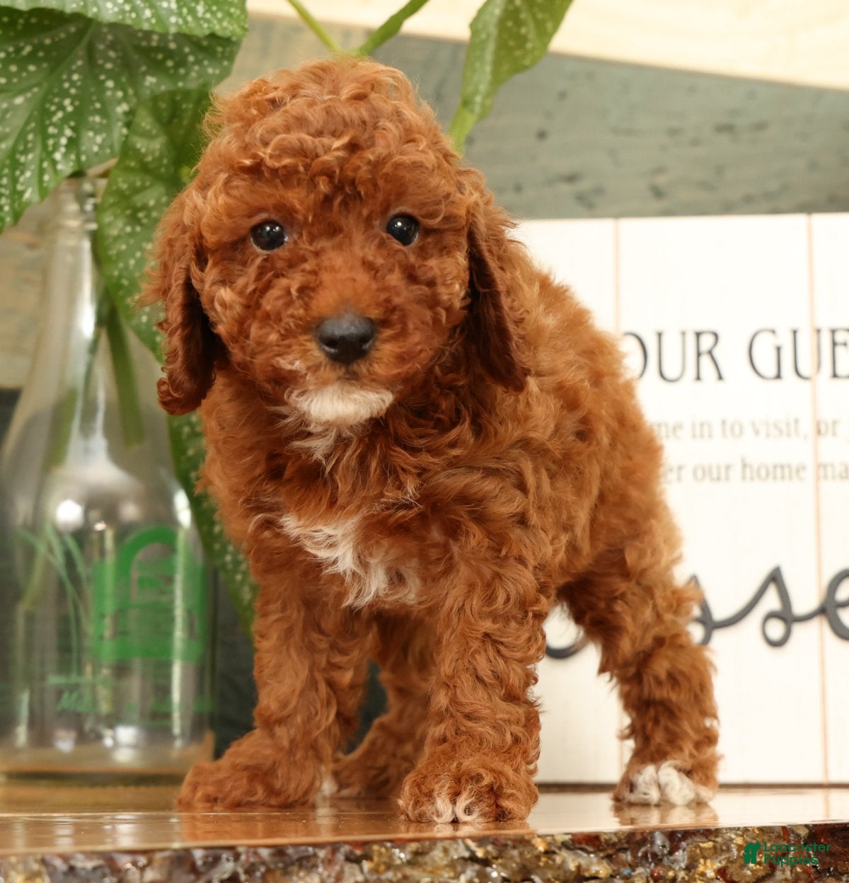 Miniature Poodle dogs Angie - Ad 1