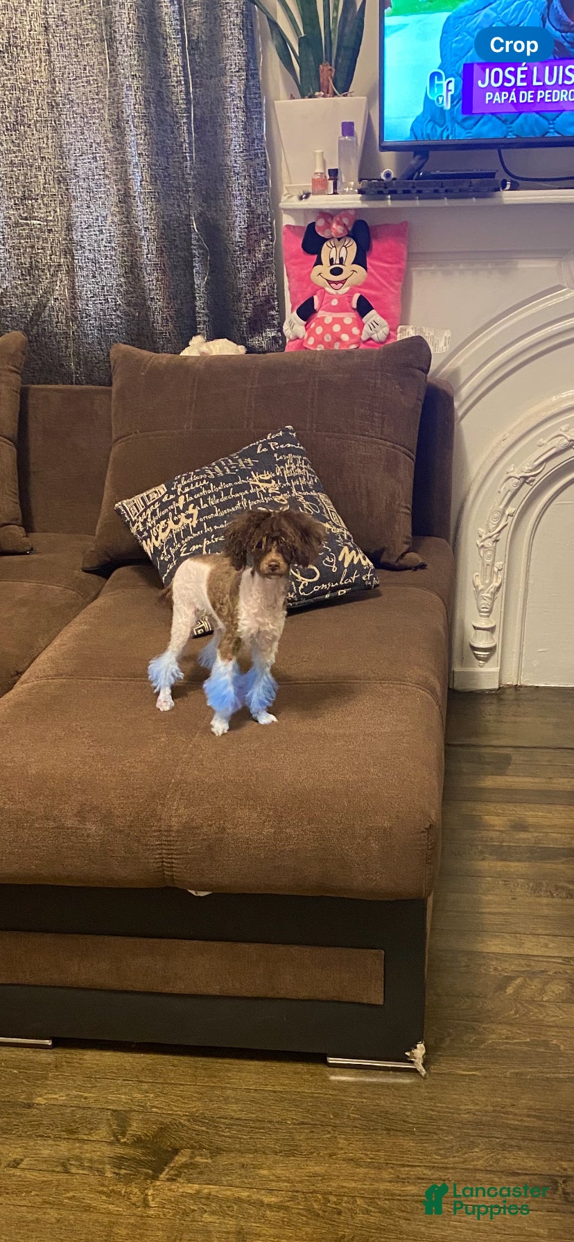 Toy Poodle dogs for sale: Luna - Ad 1