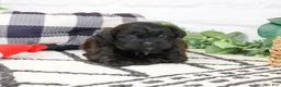 Shihpoo dogs for sale: Harry  - Ad 6
