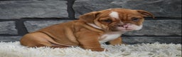 Mixed Breed dogs for sale: Reba - Ad 1