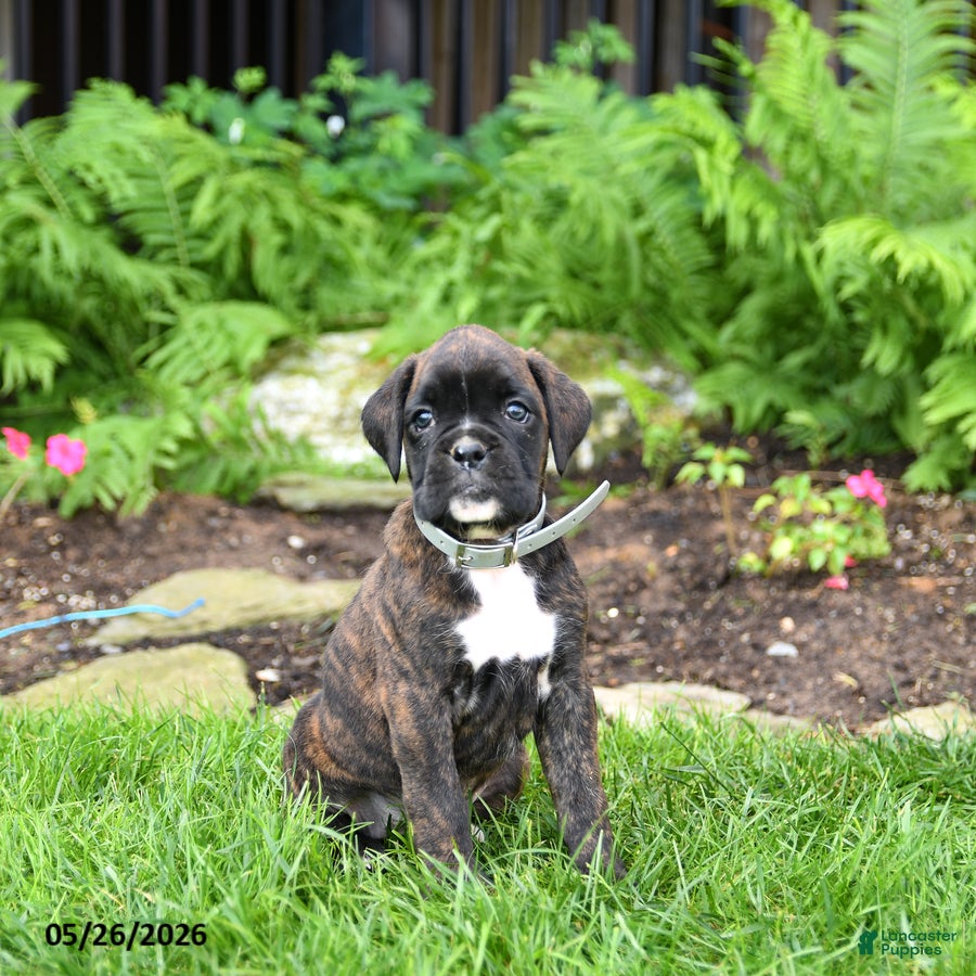 Boxer dogs Bailey - Ad 1