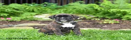 Boxer dogs for sale: Bailey - Ad 1