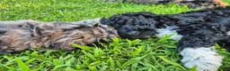 Mini Sheepadoodle dogs for sale: Stella - Ad 10