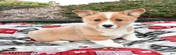 Welsh Corgi Pembroke dogs for sale: Arlo - Ad 3