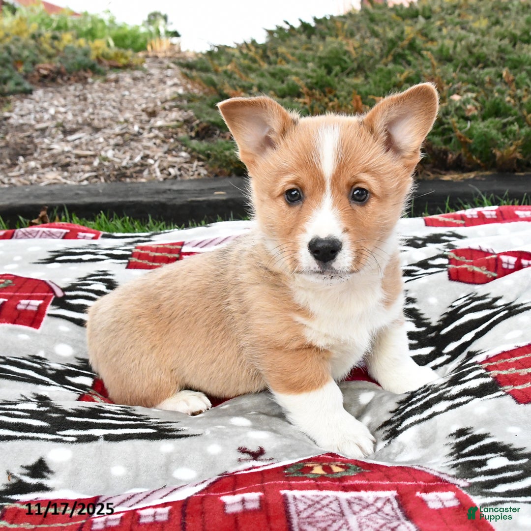 Welsh Corgi Pembroke dogs for sale: Arlo - Ad 3