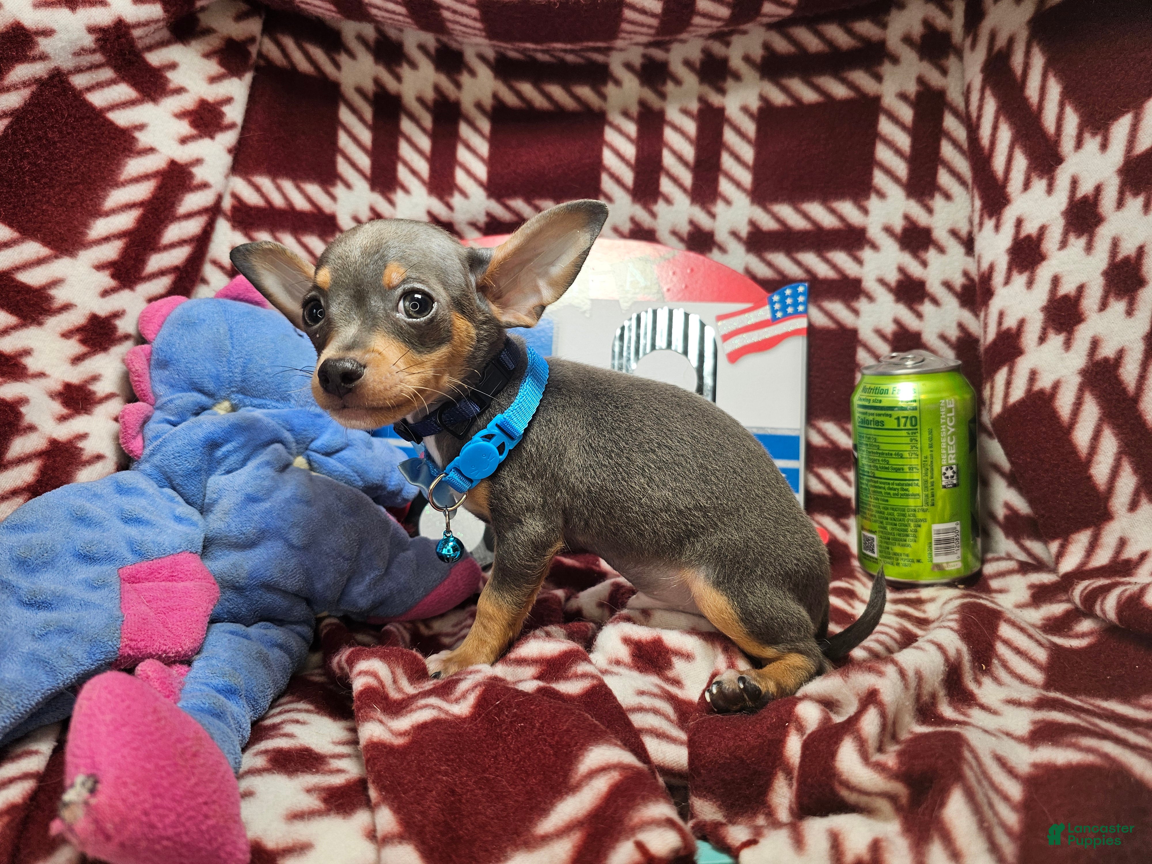 Chihuahua dogs Astro-nut (Blue) - Ad 14