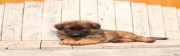 German Shepherd dogs for sale: Larry - Ad 4