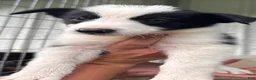 Border Collie dogs for sale: Border Collie 2 - Ad 1