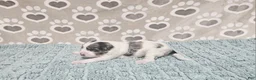 Mini Bernedoodle dogs for sale: F1b Tennessee - Ad 2
