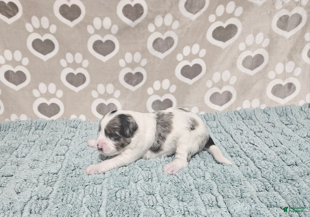 Mini Bernedoodle dogs for sale: F1b Tennessee - Ad 2