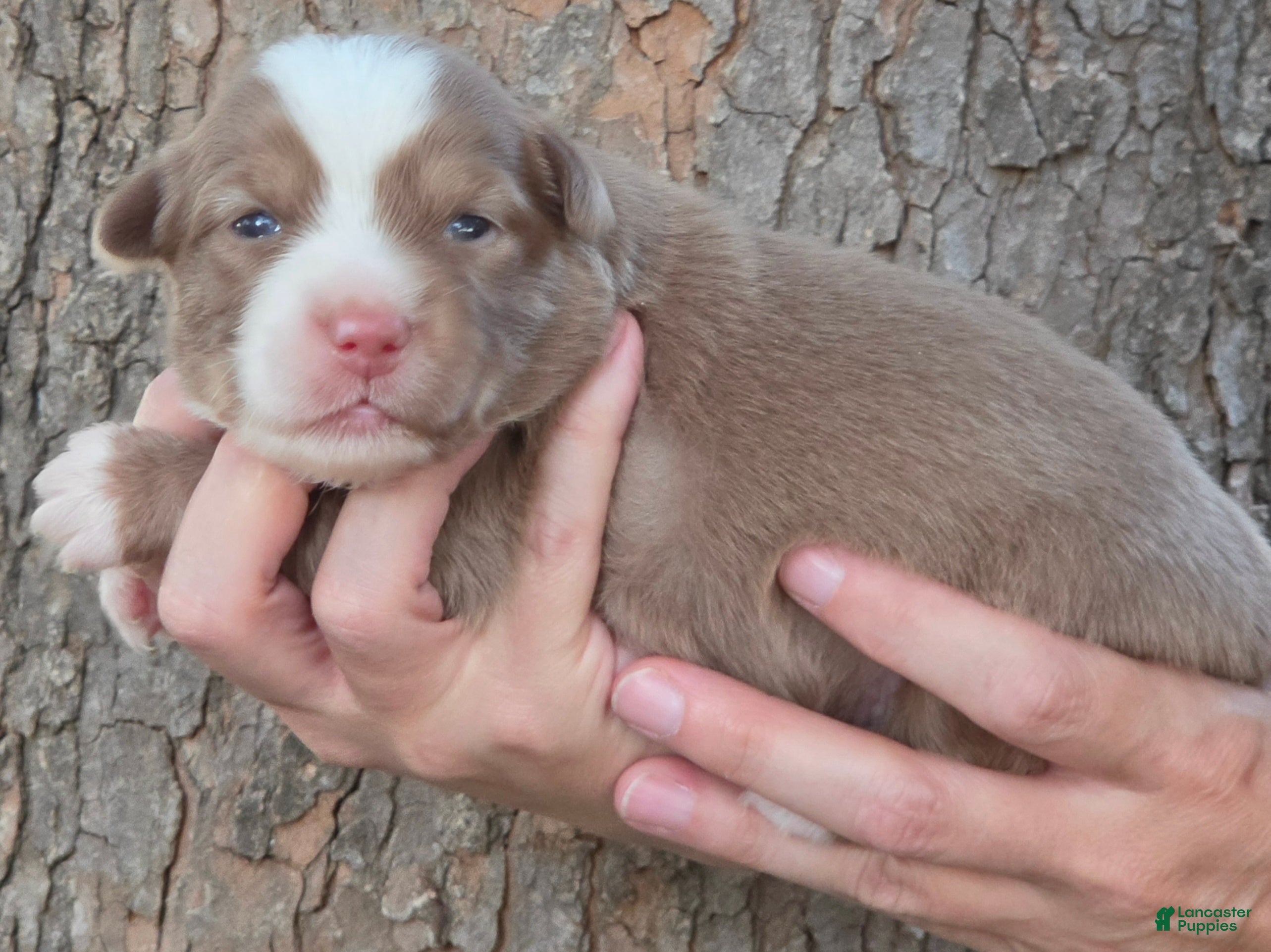 Miniature Australian Shepherd dogs Bourbon  - Ad 21