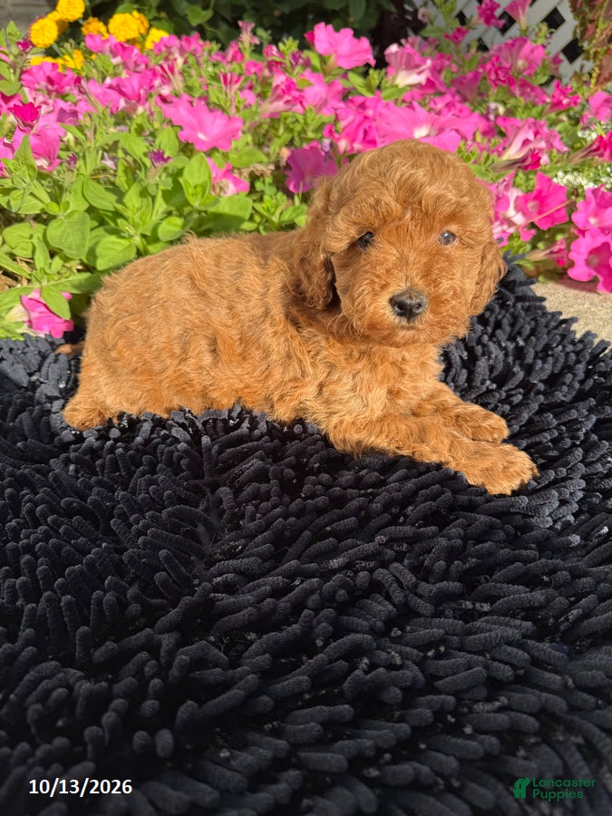 Toy Poodle dogs Rusty - Ad 2