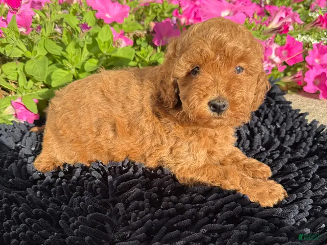 Toy Poodle dogs for sale: Rusty - Ad 2
