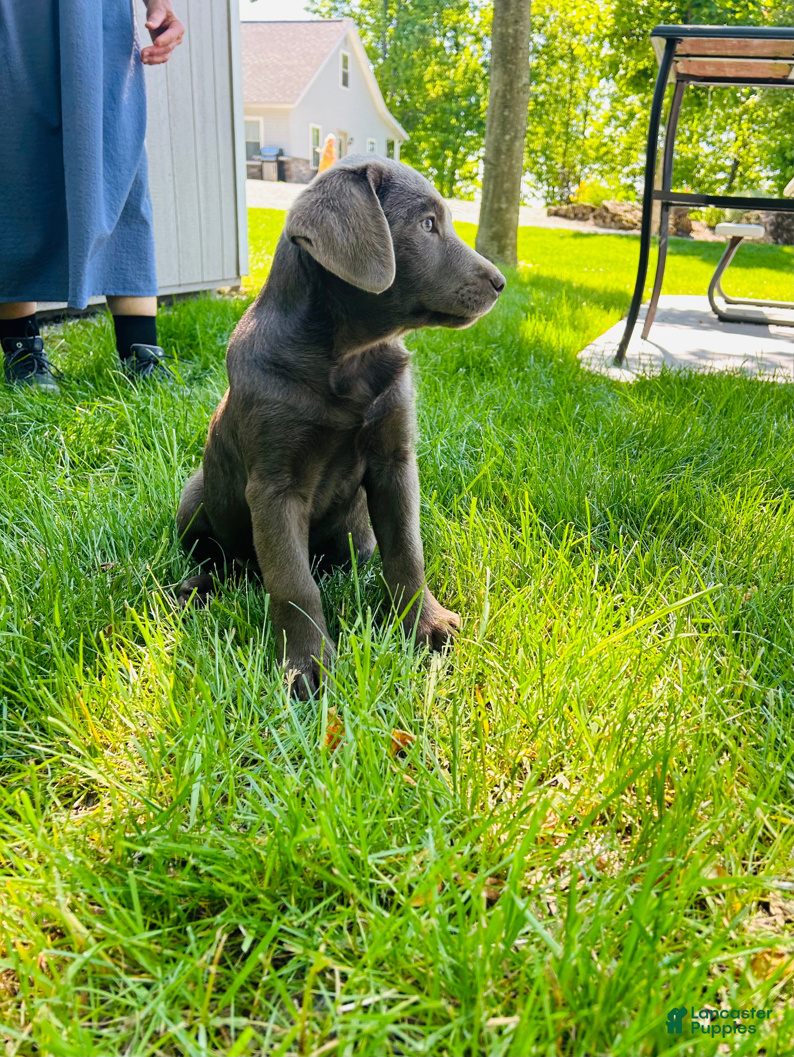 Labrador Retriever dogs Myla  - Ad 2