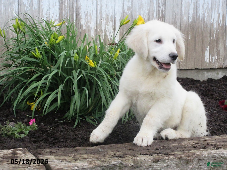 Golden Retriever dogs Fluffy - Ad 2