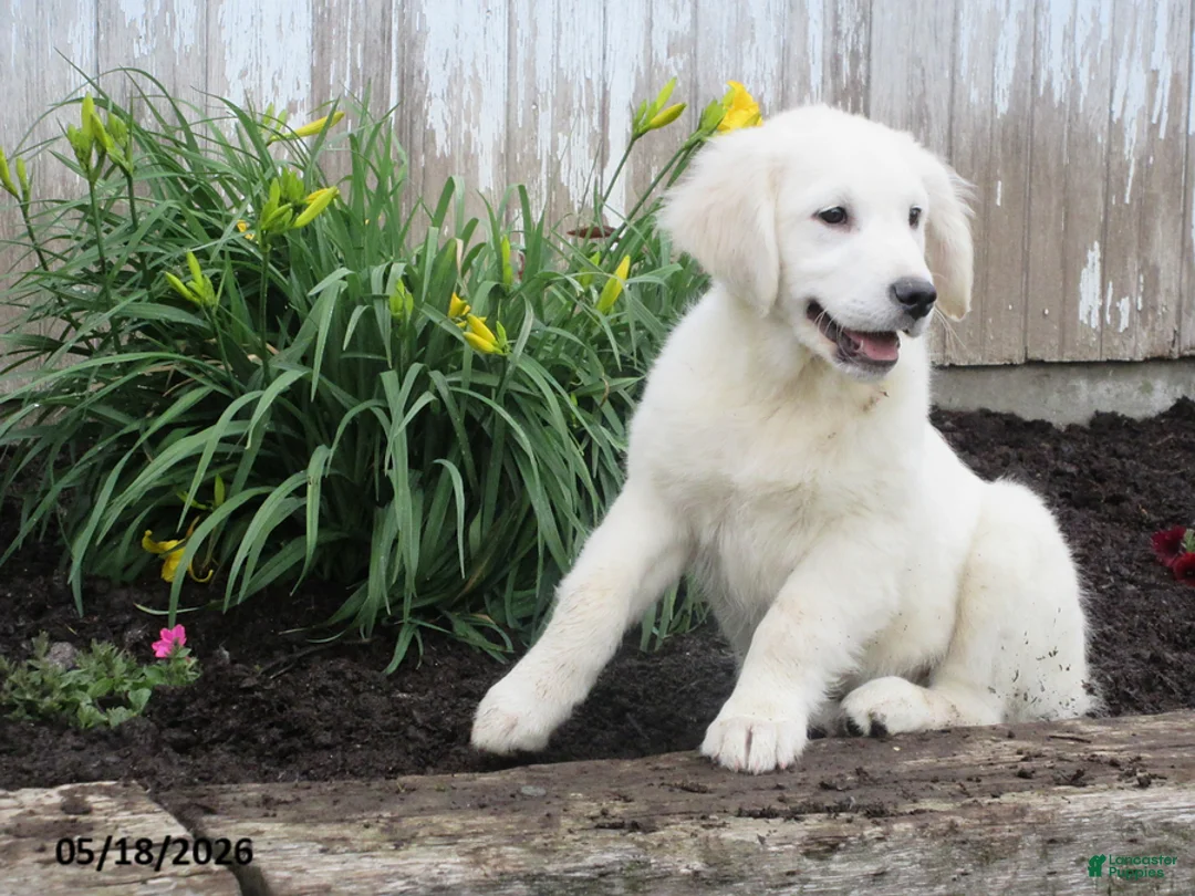 Golden Retriever dogs for sale: Fluffy - Ad 2