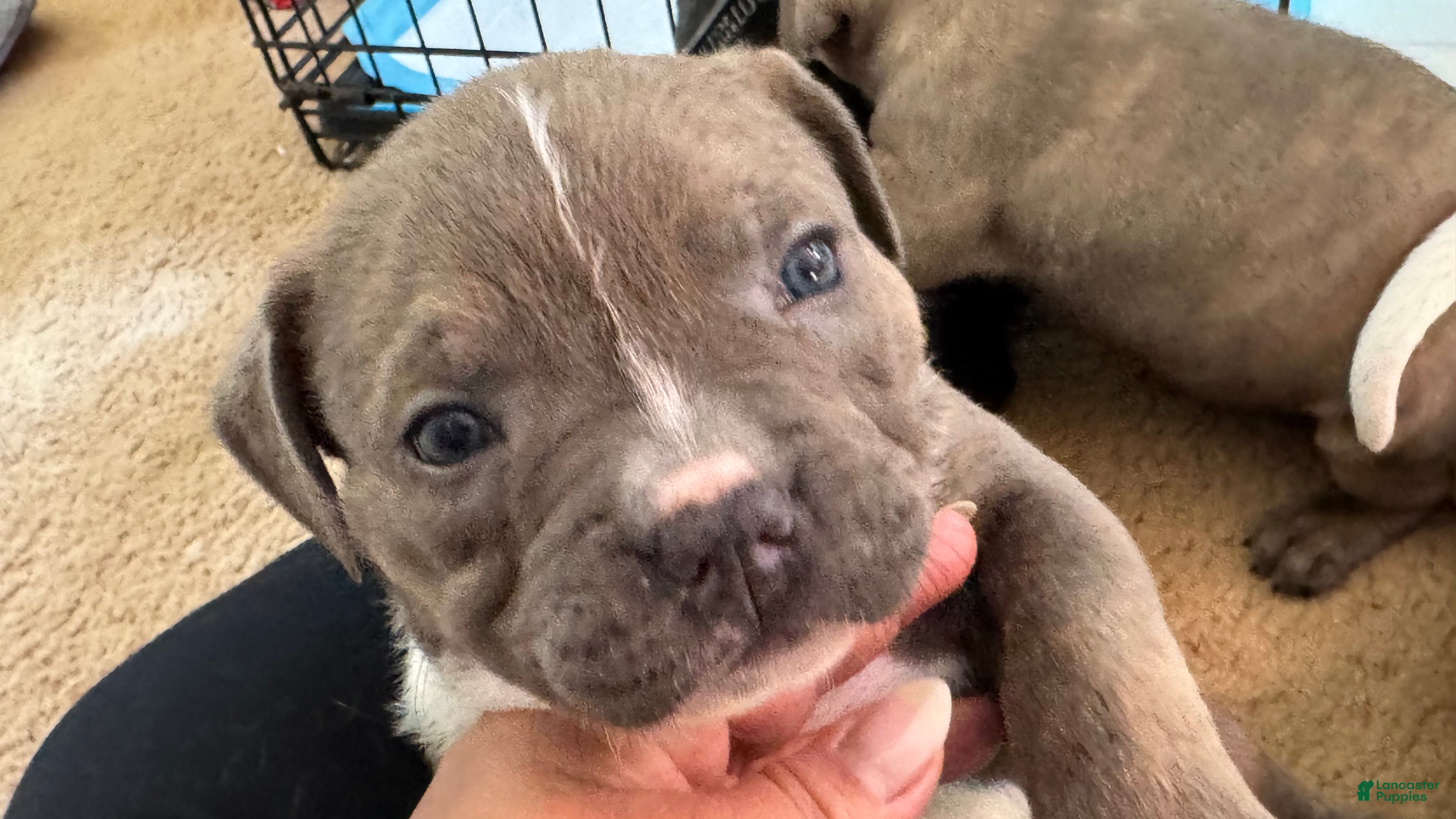 American Bully dogs American Bully Puppy TANK - Ad 2