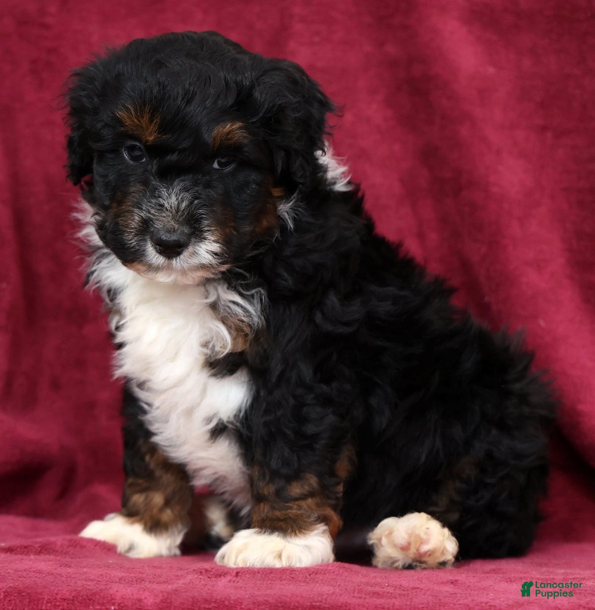 Mini Aussiedoodle dogs Asher - Ad 1