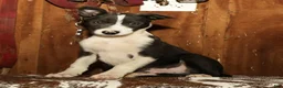 Border Collie dogs for sale: Charlie - Ad 5