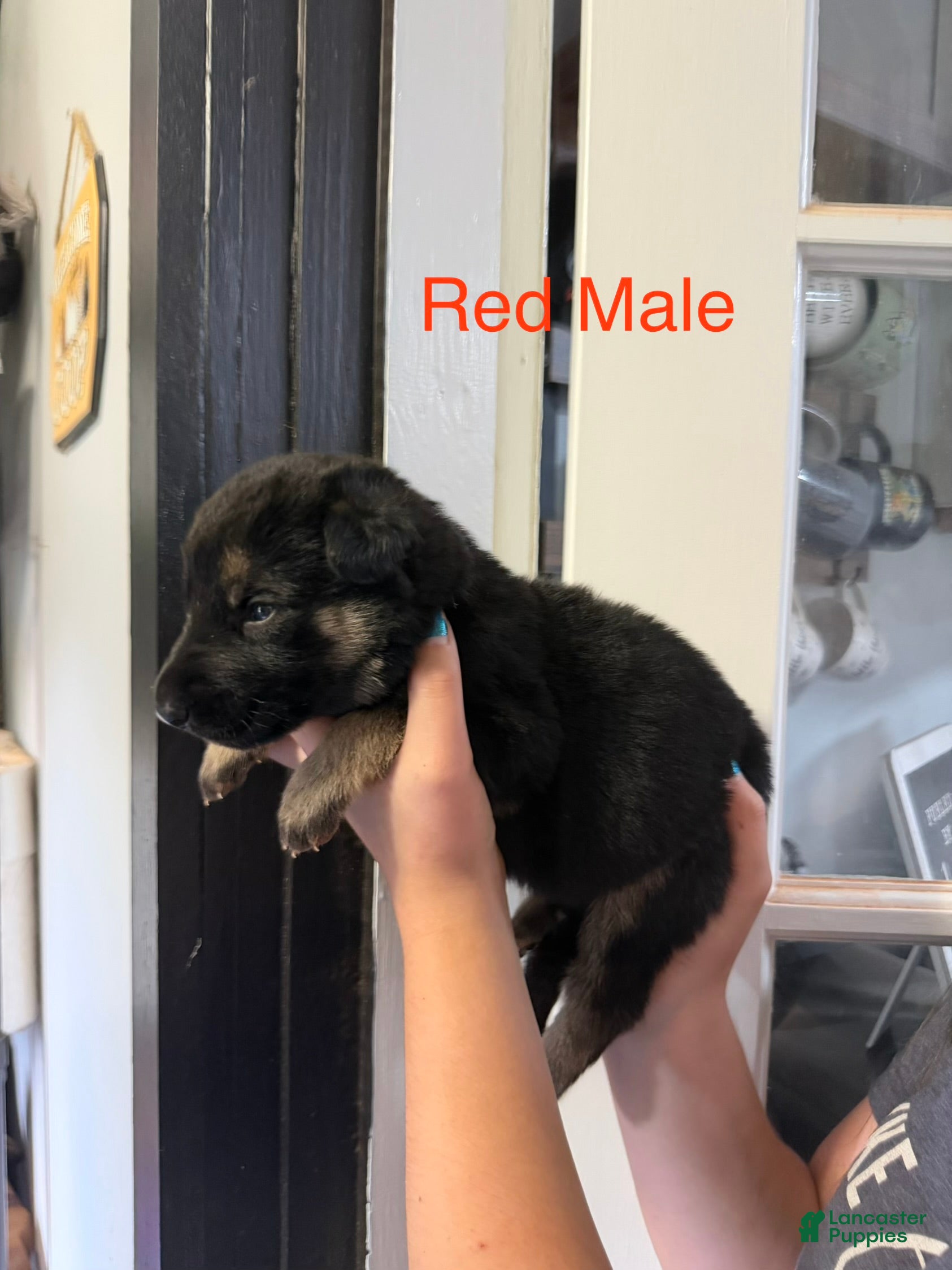 German Shepherd dogs German Shepherd Red Collar - Ad 1