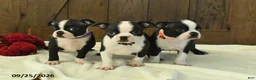Boston Terrier dogs for sale: Titan - Ad 5