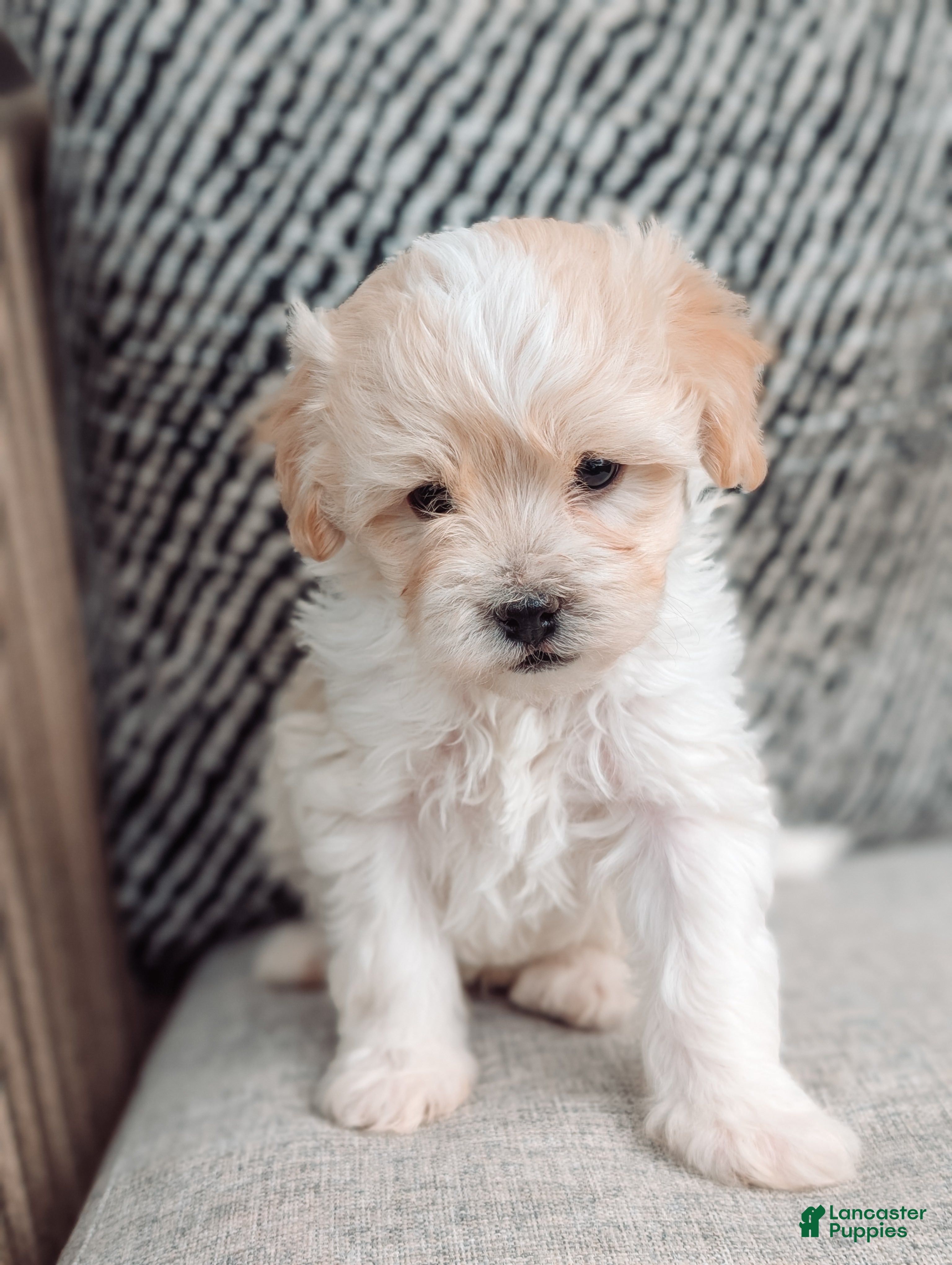 Havanese dogs Max - Ad 2