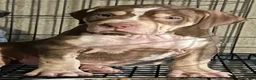 American Bully dogs for sale: American Bully 1 - Ad 3