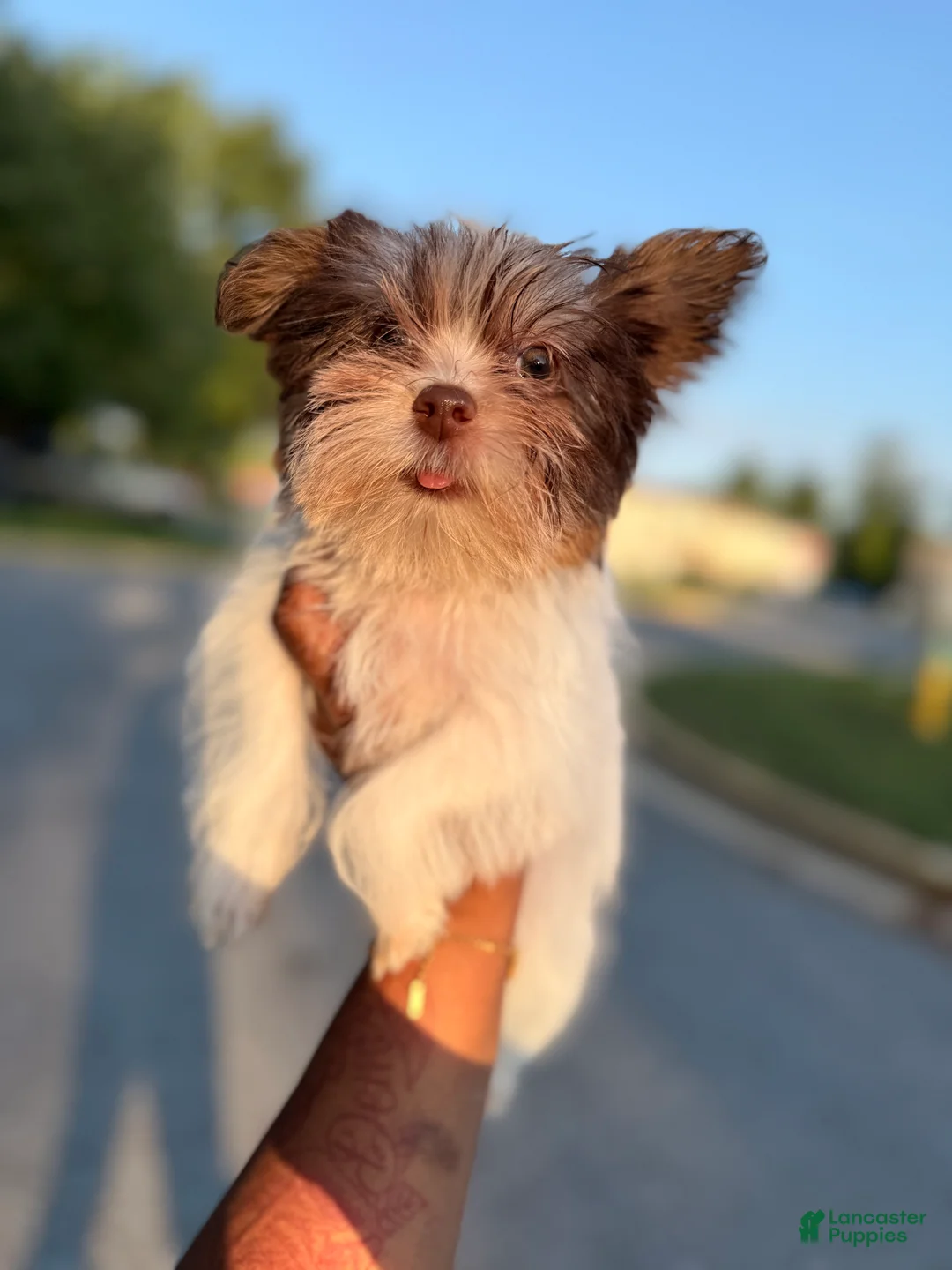 Yorkshire Terrier dogs for sale: Kora - Ad 1