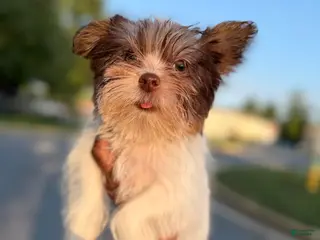 Yorkshire Terrier dogs Kora - Ad 31