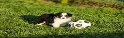 Miniature Australian Shepherd dogs for sale: Lasandra Miniature Australian Shepherd Puppy  - Ad 3