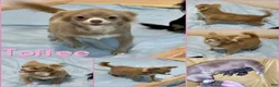 Chihuahua dogs for sale: Aspen Lavender Long Coat - Ad 8