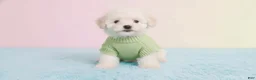 Maltipoo dogs for sale: MALE - Ad 4