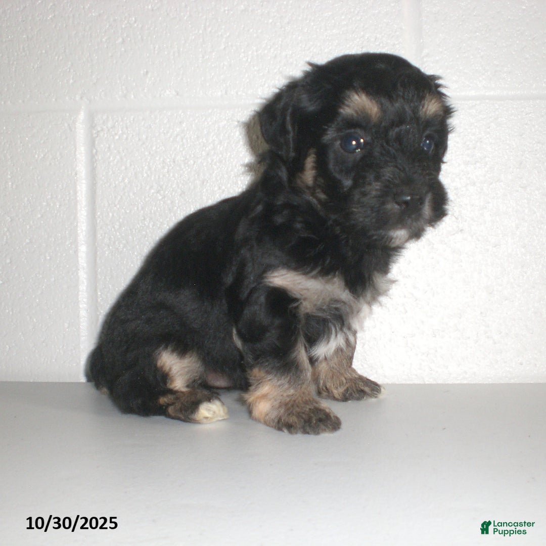 Yorkiepoo dogs for sale: Trent - Ad 17