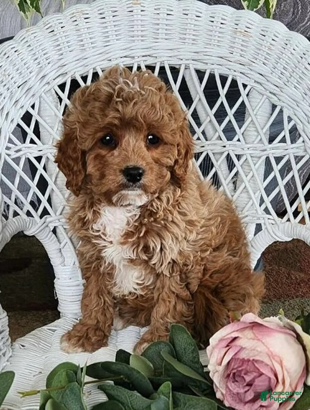 Cavapoo dogs for sale: Glenda - Ad 4