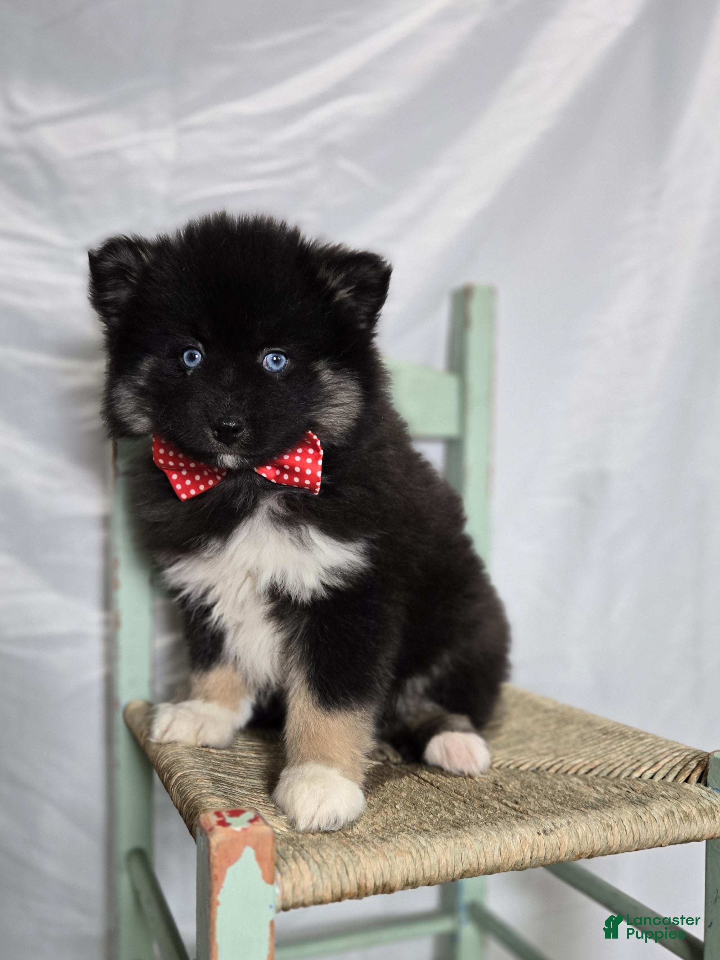 Pomsky dogs Teddy - Ad 1