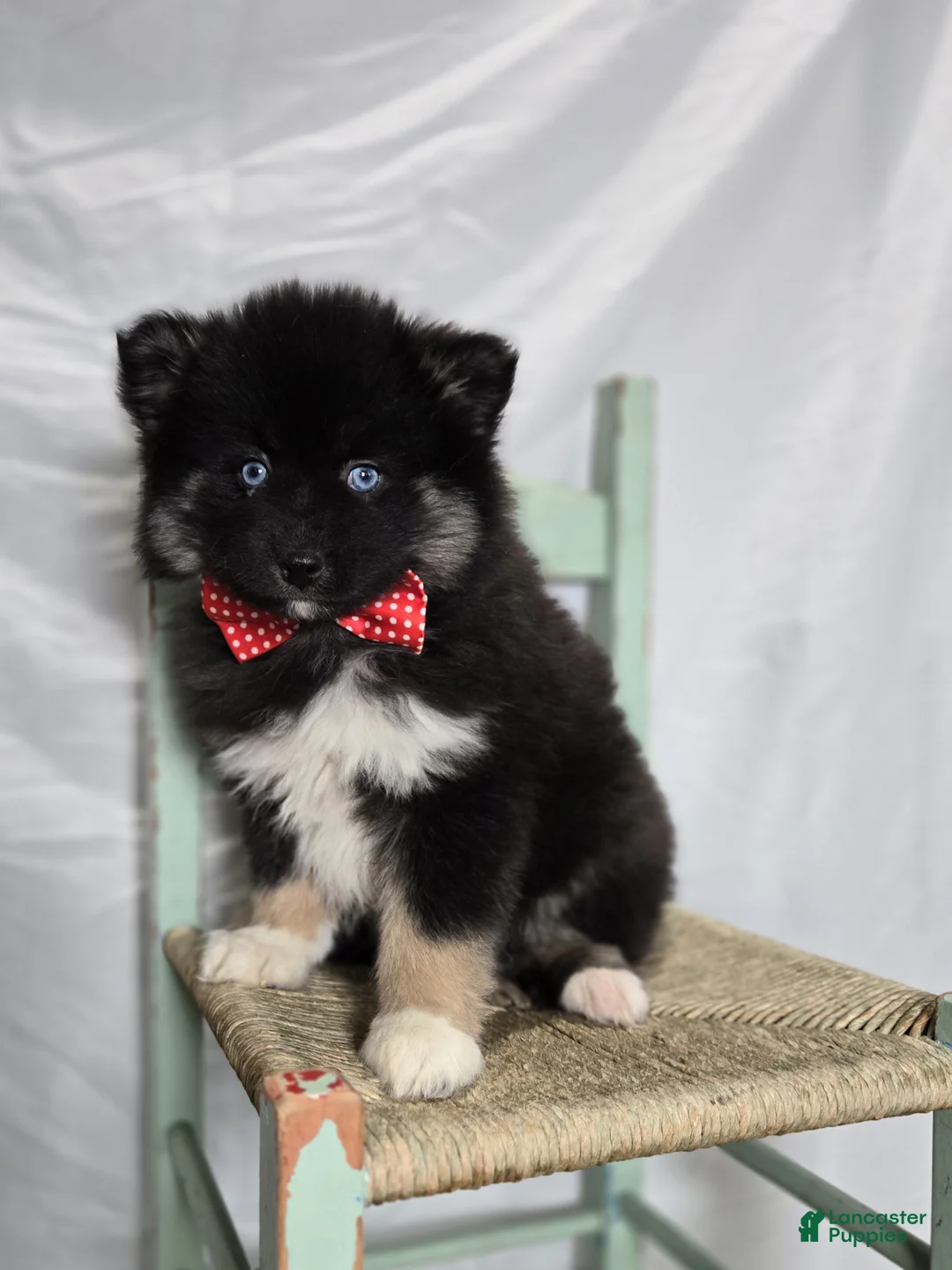 Pomsky dogs for sale: Teddy - Ad 1