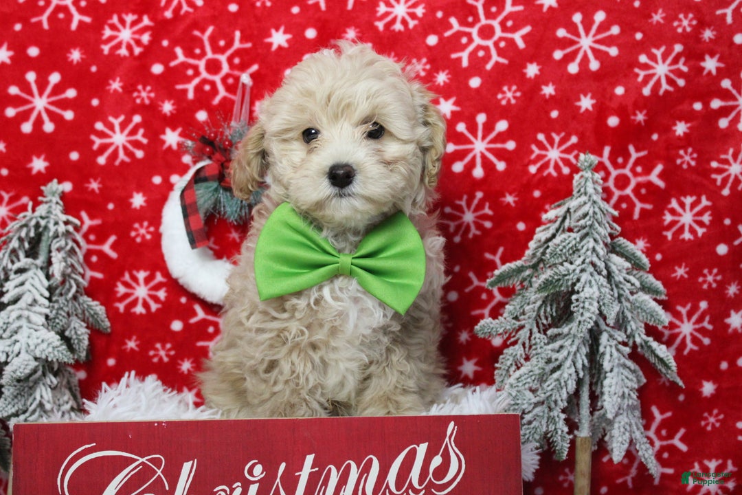 Havapoo dogs for sale: Waltz - Ad 9