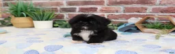 Shih Tzu dogs for sale: Manny - Ad 5